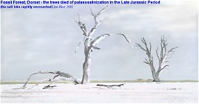 salt-encrusted Purbeck trees in the dried up salt-lake