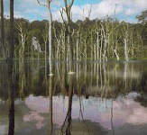 Purbeck trees are submerged in saline water 