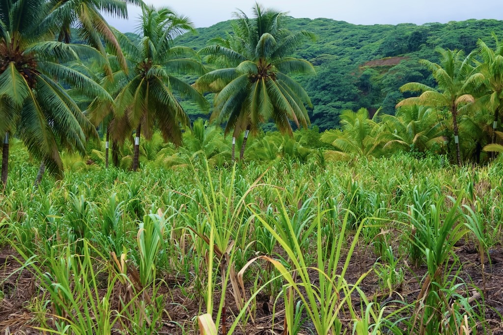 Pari Pari's sugar cane abutting the jungle