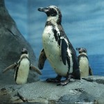 新江ノ島水族館「えのすい」