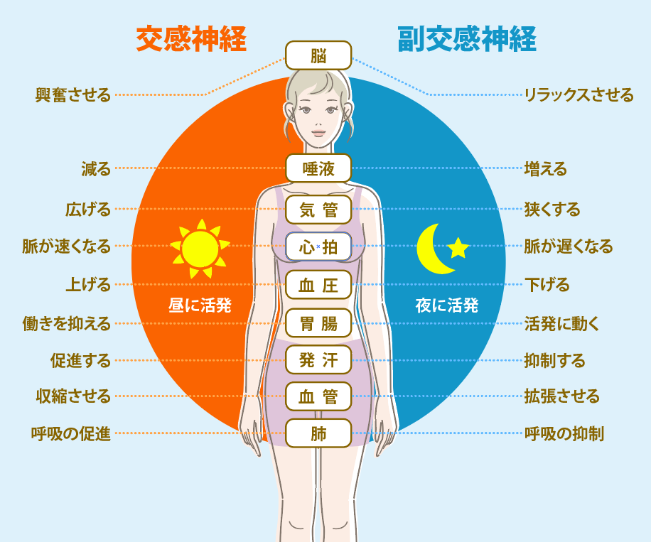 自律神経（交感神経と副交換神経）