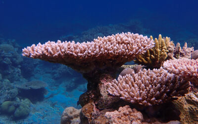 Can coral evolution keep pace with climate change?