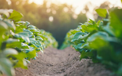 How underground fungi could make crops more nutritious—and attract bees