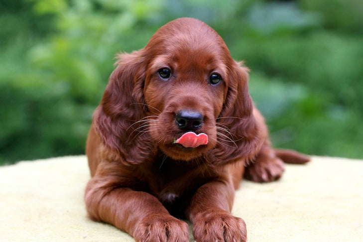 Irish Setter puppy laying down outdoors.