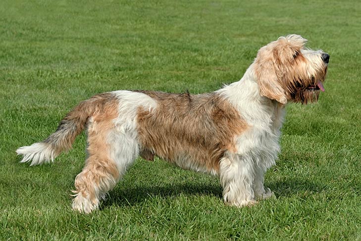 Petit Basset Griffon Vendéen standing stacked in the grass.