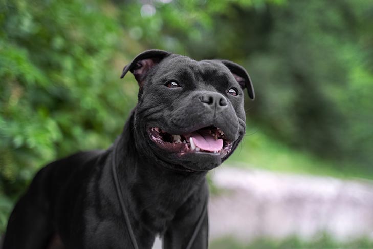 Staffordshire Bull Terrier head portrait outdoors.