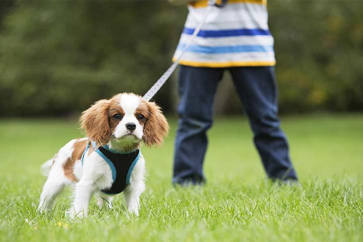 cavalier-king-charles-spaniel-on-leash-header