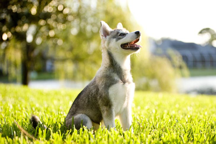 Alaskan Klee Kai puppy sitting in the grass.