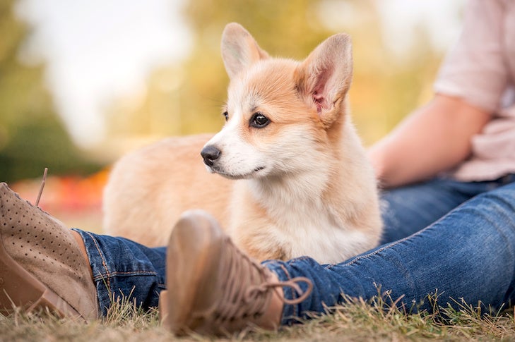 Pembroke Welsh Corgi puppy sitting with its owner in the grass.