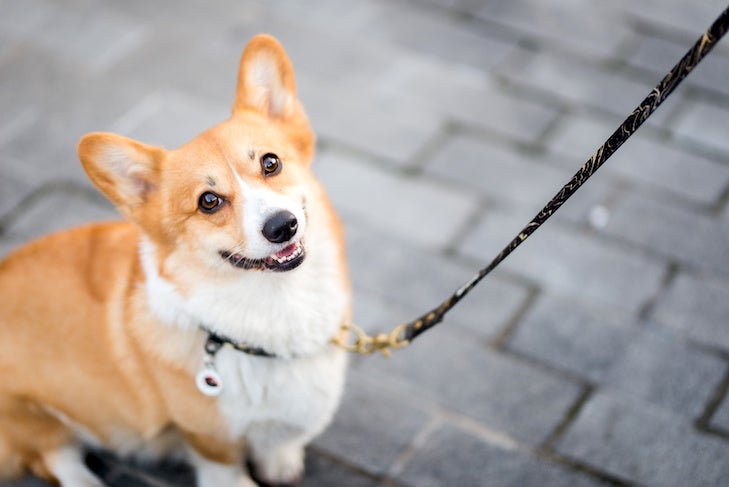 Pembroke Welsh Corgi sitting outdoors on leash.