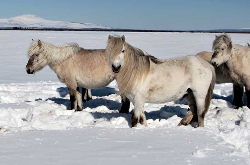 siberian-horses, Pleistocene Park