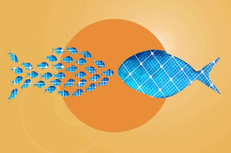 An illustration showing one large fish made up of solar panels, facing a shoal of small fish made up of solar panels