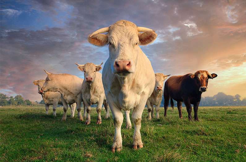 Scientists just took one step closer to a climate-friendly cow