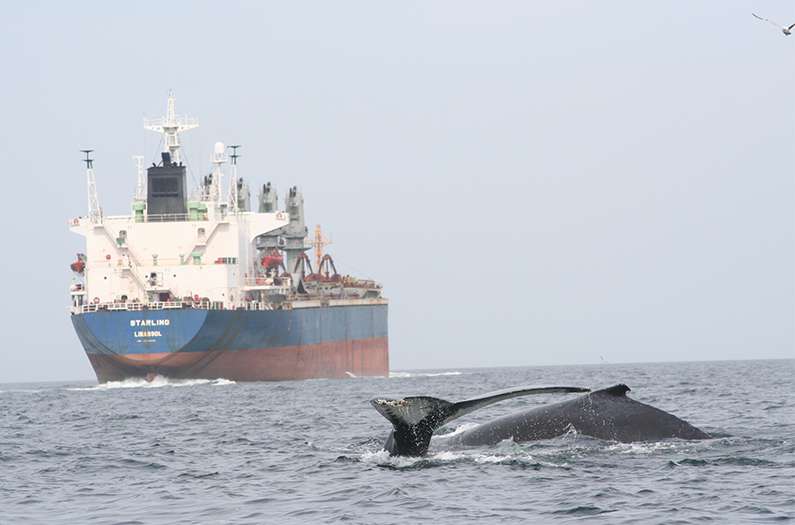 Increasing ship traffic kills whales. Scientists now know where speed limits and stop signs can help.