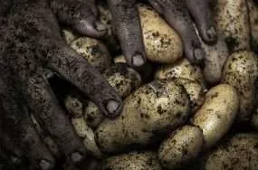 A genetic tweak makes bigger potatoes that thrive in the heat