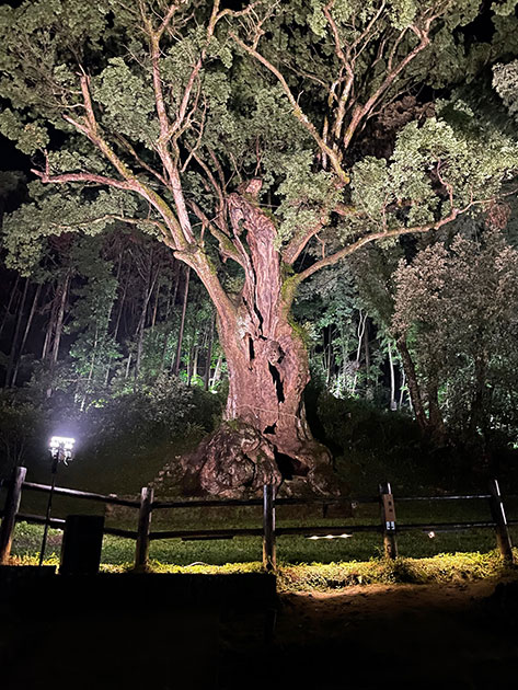 武雄神社の神木になっている樹齢3000年の大楠に向かって歩いていく速度で聞こえる音楽が変わっていく「神木」（新作）