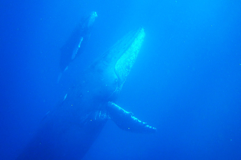 親子クジラが泳ぐ姿をみると、彼らが安心して過ごせる海を守らねばと、改めて思います