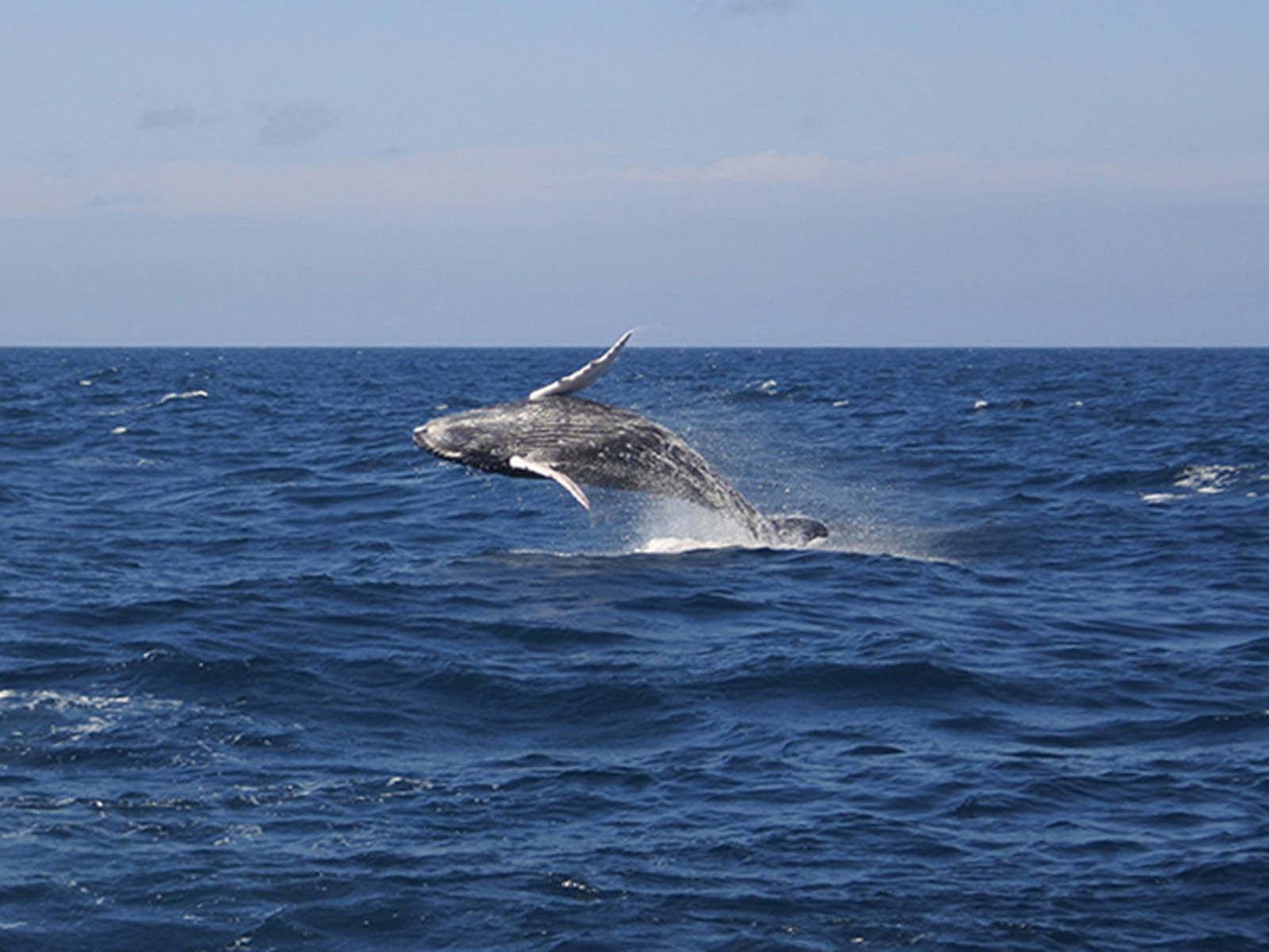 ザトウクジラに出会い、ともに泳ぐ　冬の沖縄・チービシ