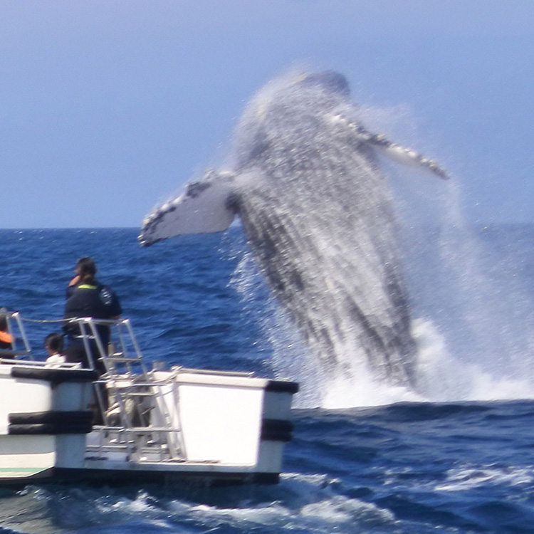 ザトウクジラに出会い、ともに泳ぐ　冬の沖縄・チービシ