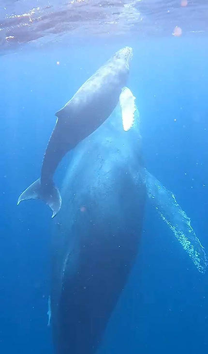 好奇心いっぱい、元気いっぱいの子クジラ。母はどっしりと、まるでダンプカーのよう