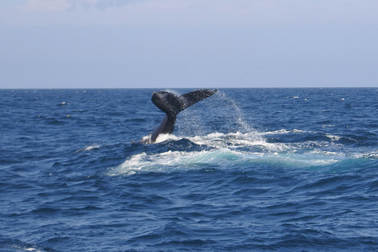 人間の指紋のように、ザトウクジラは尾ビレで個体を識別します。毎年やってくる個体も。また、個体情報はネット上でシェアされることで、クジラがどの海域に出没したかなどがわかります