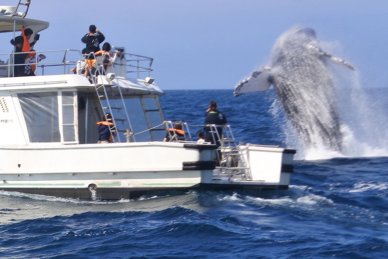 クジラが回遊してくるエリアではウォッチングツアーが人気です