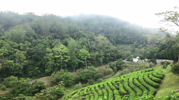 世界で評価される台湾紅茶の故郷、日月潭