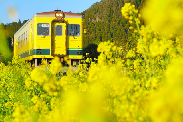 写真・図版