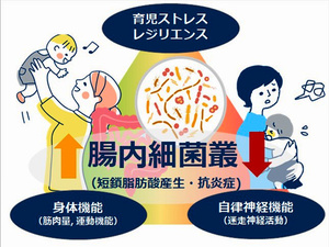 腸内細菌が多様だと、育児ストレスが低く回復力も高い　京大など分析