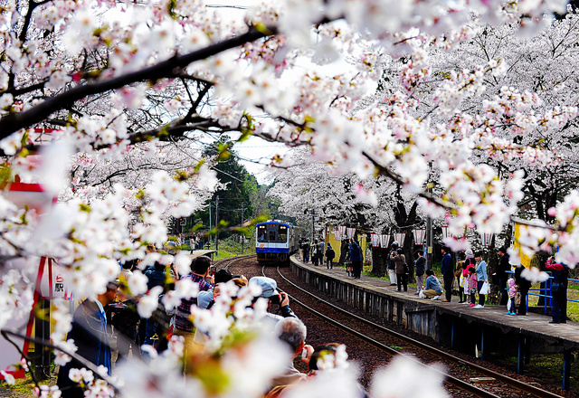 写真・図版