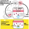 写真・図版