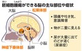 写真・図版