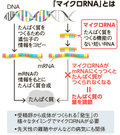 写真・図版