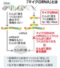 写真・図版