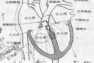 写真・図版