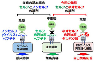 写真・図版