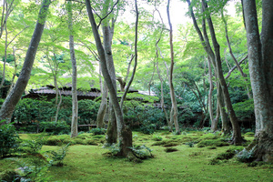 写真・図版