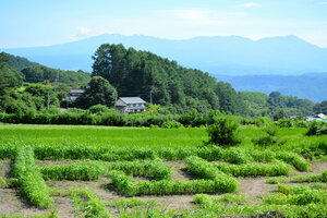 写真・図版