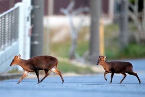 千葉県いすみ市内の住宅街の道を渡る2頭のキョン=2016年12月8日、千葉県いすみ市