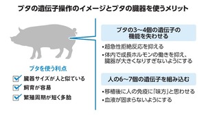 写真・図版