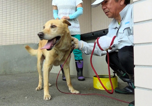 写真・図版