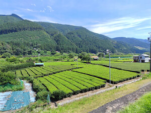 静岡県川根本町の茶畑=2024年7月8日