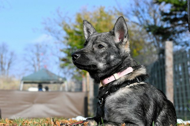 野犬の子として生まれて保護され、これからともに生きていく飼い主をさがしている子犬=2024年11月9日午後0時11分、北海道恵庭市牧場、鈴木優香撮影