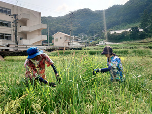 写真・図版