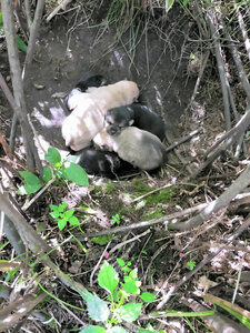 森で生まれた野犬の子犬たち=北海道厚岸町若松地区、野犬保護の個人活動家の女性提供