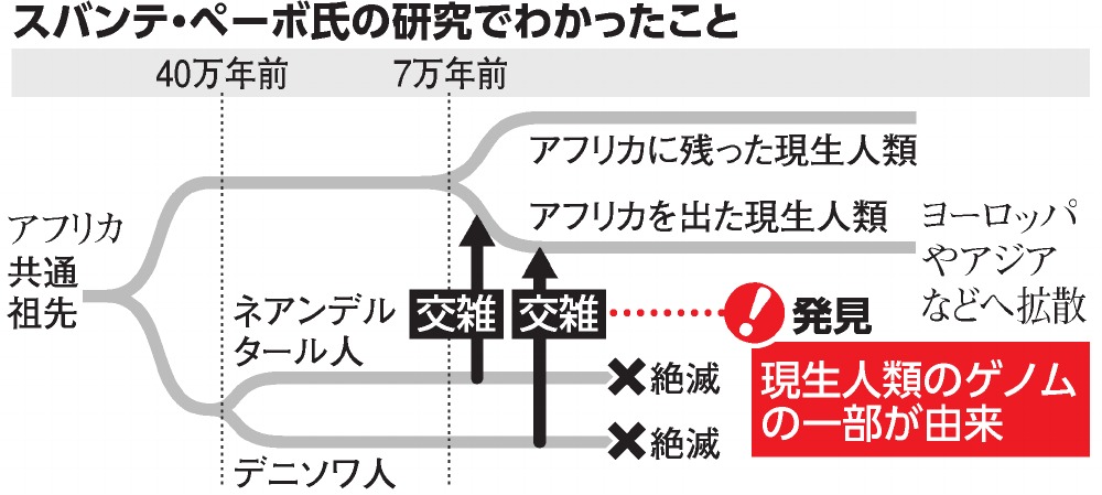 スバンテ・ペーボ氏の研究で分かったこと