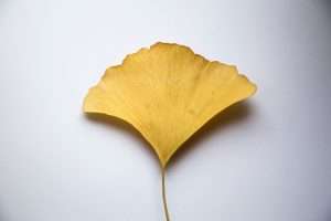 Yellow ginkgo biloba leaf