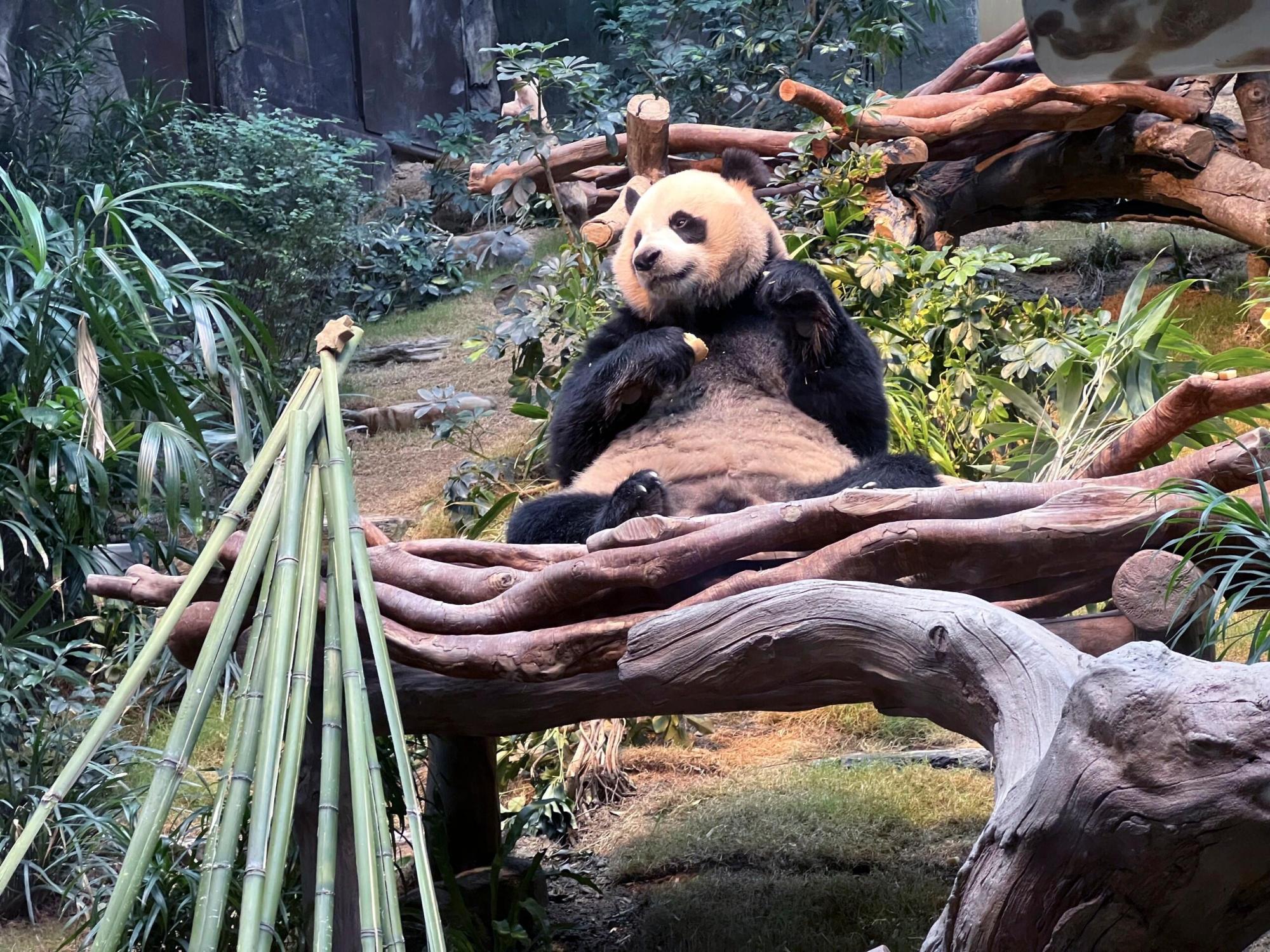 Giant Panda An An celebrates Christmas near a Christmas tree stacked from bamboos at Ocean Park in Hong Kong, Monday, Dec. 23, 2024. (AP Photo/Katie Tam)