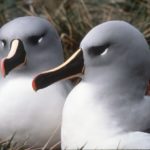 A close up of two birds