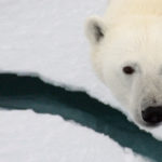 A polar bear looking at the camera.